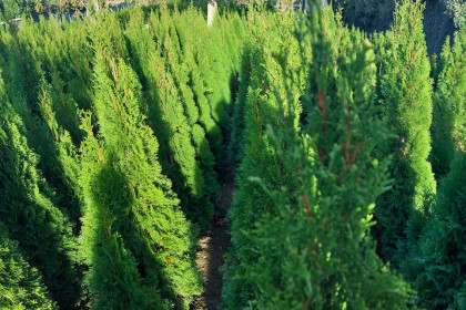 Thuja Smaragd 160-180 cm