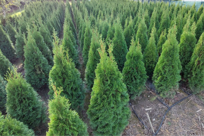 Thuja Smaragd 140 -160 cm
